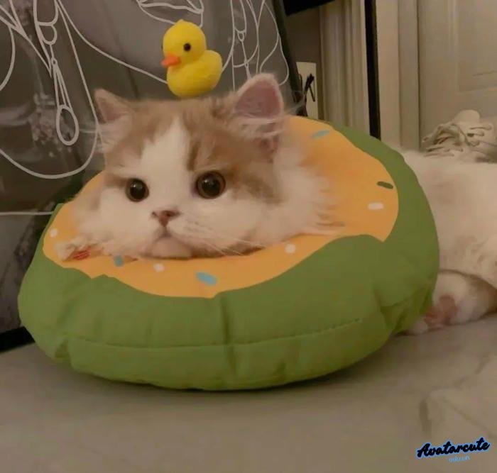 avatar mèo hoạt hình instagram