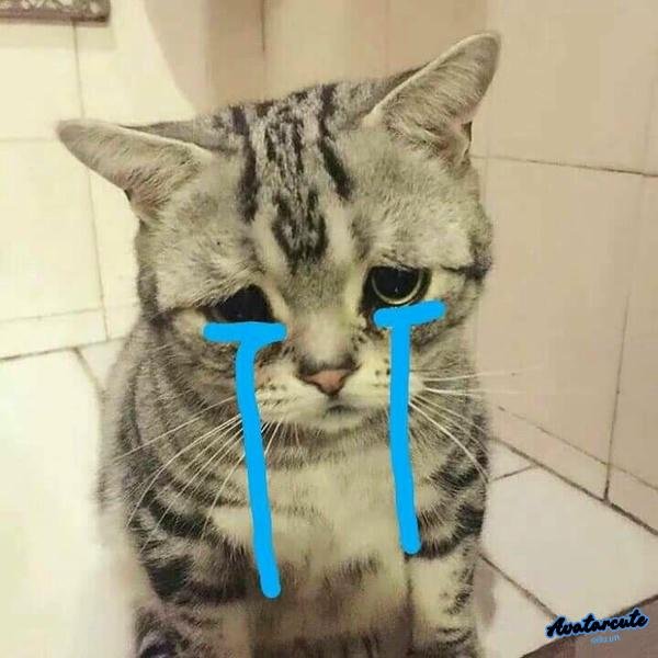 cat crying thumbs up meme