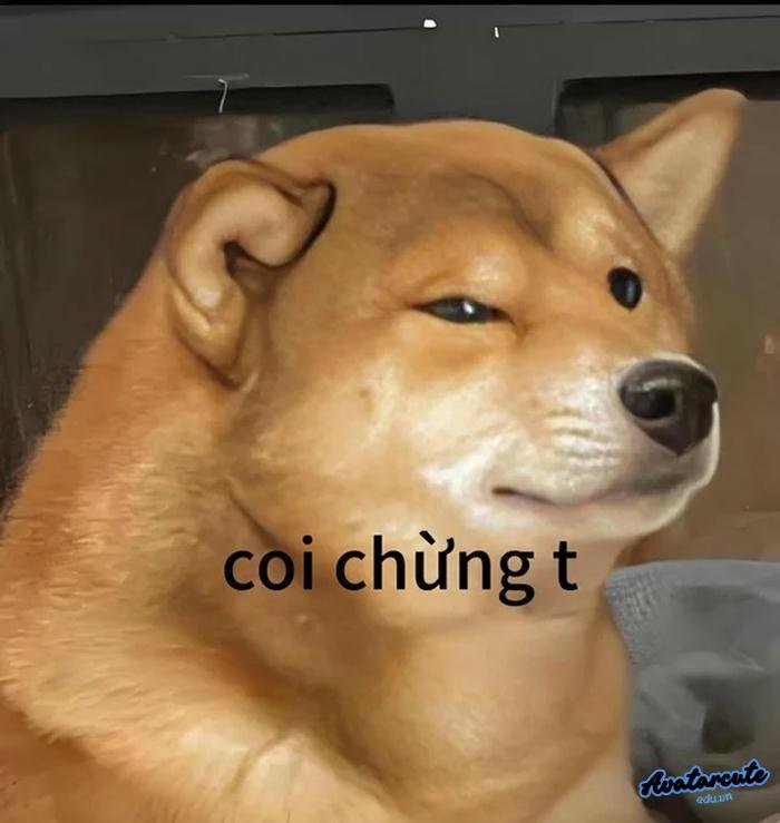 chó coi chừng tao