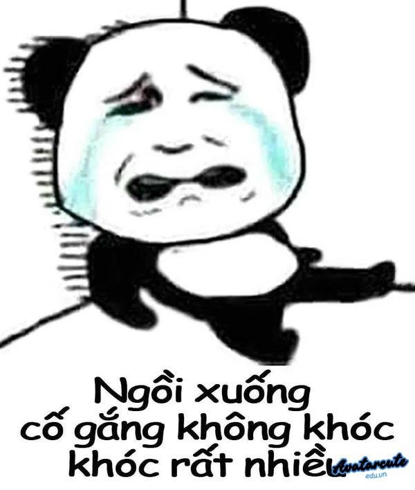 gấu trúc cảm động phát khóc