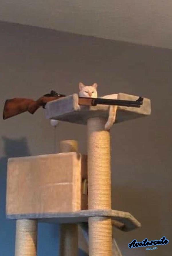 hình ảnh chó mèo bựa