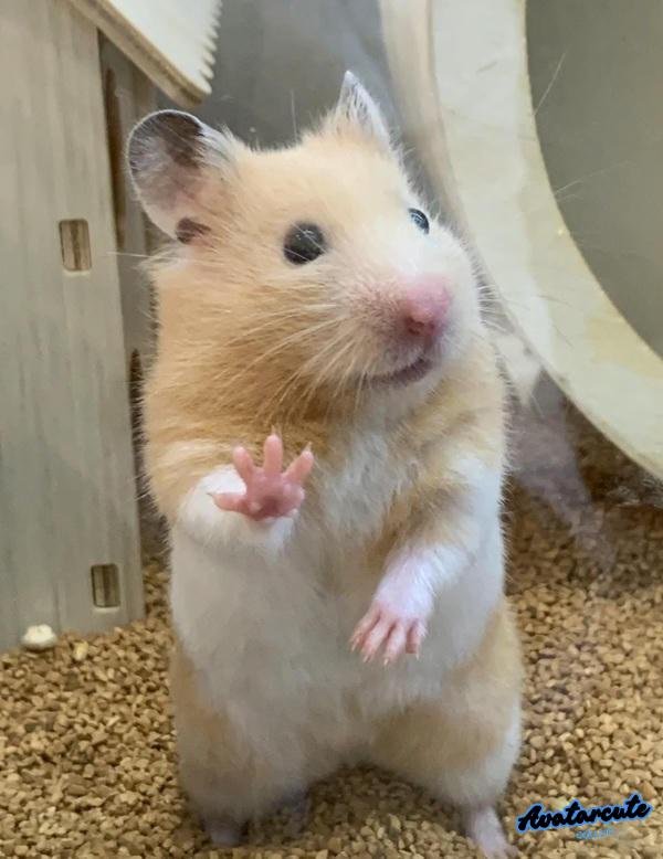 hình chuột hamster meme