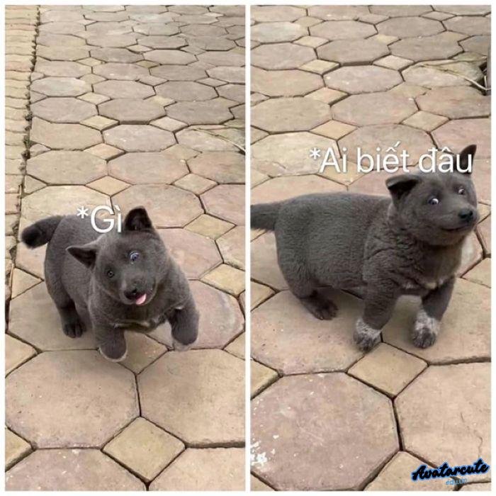 meme ai biết gì đâu 3k