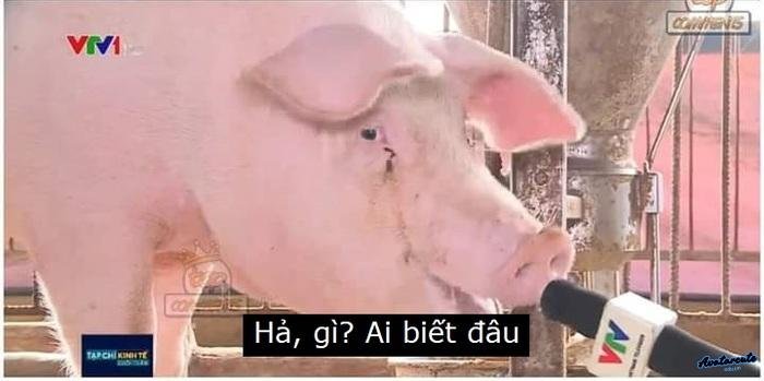 meme ai biết gì đâu 3s full