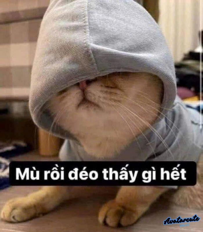 meme ai biết gì đâu bựa hd