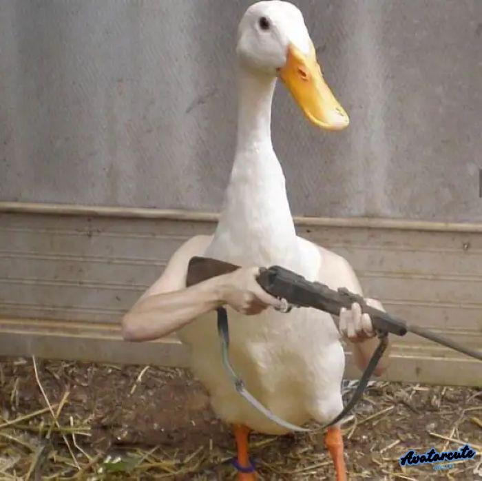 meme bắn súng bựa 4k