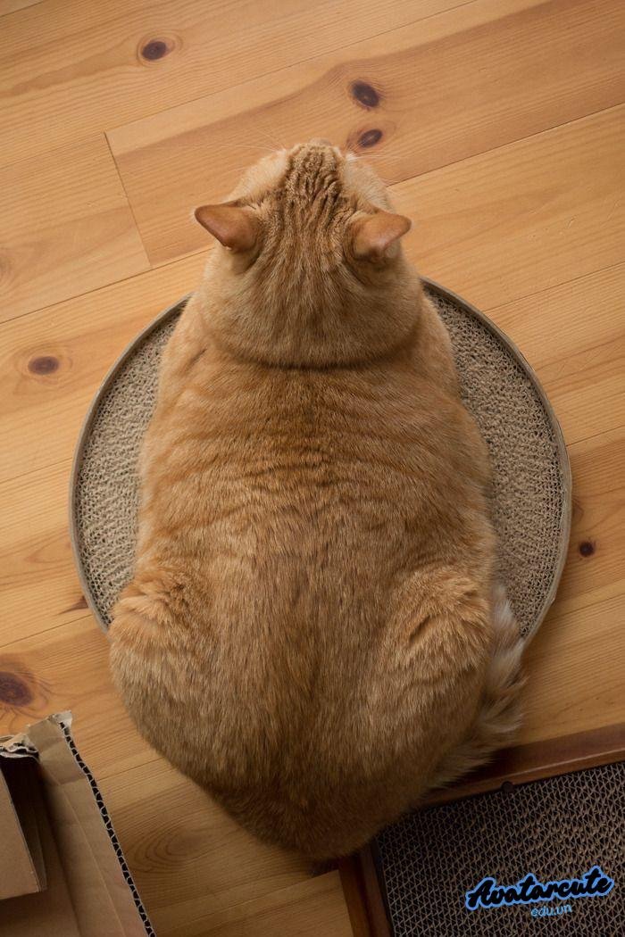 meme béo xênh full