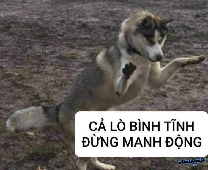 meme bình tĩnh hài hước