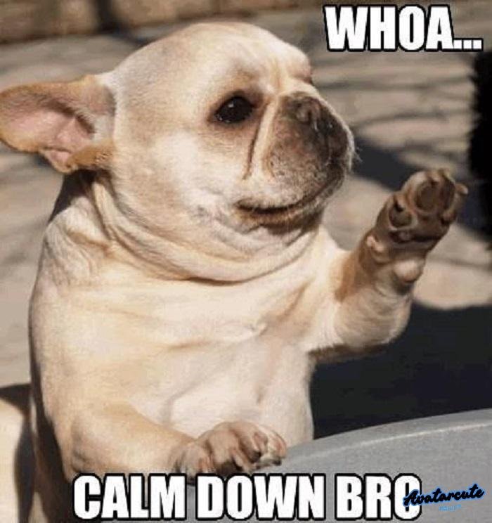 meme calm down con chó
