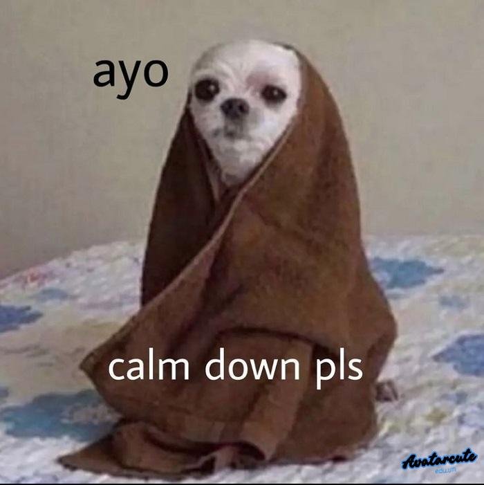 meme calm down hài nhất