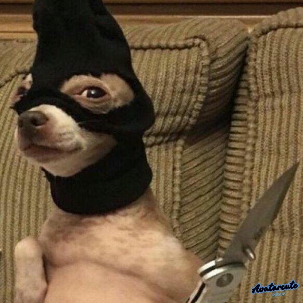 meme cầm dao chộm