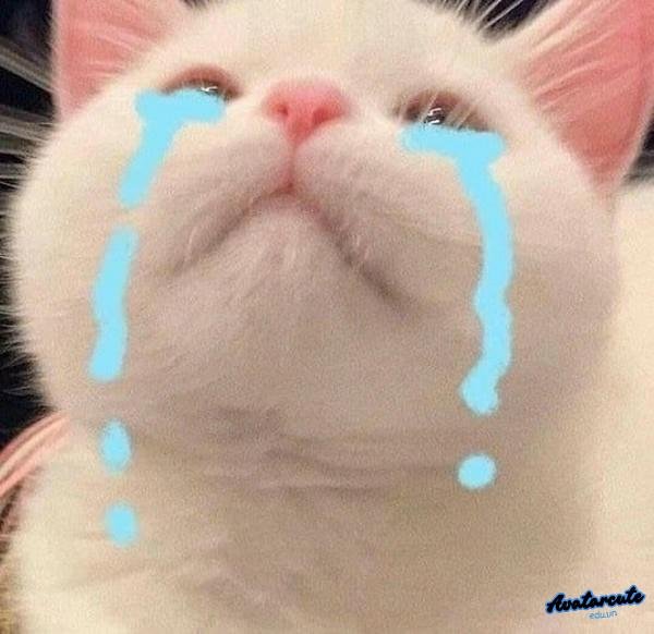 meme cảm động mèo trắng