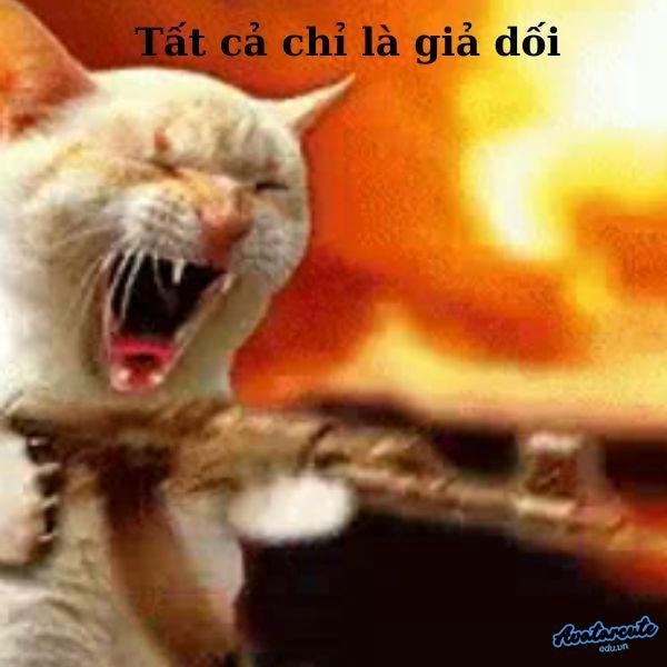 meme cầm súng mèo