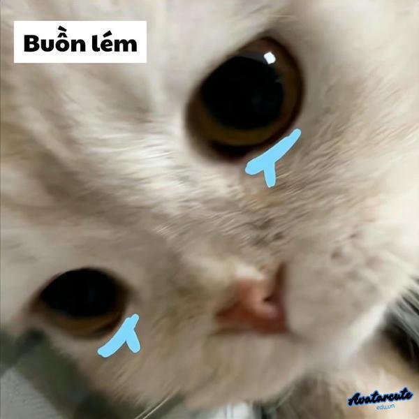 meme cat cry buồn lắm
