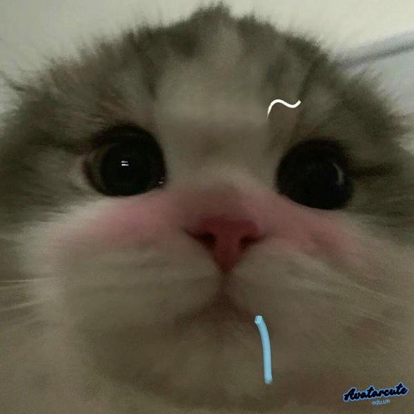 meme cat cry chảy dãi