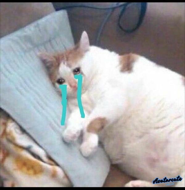 meme cat cry chảy nước mắt