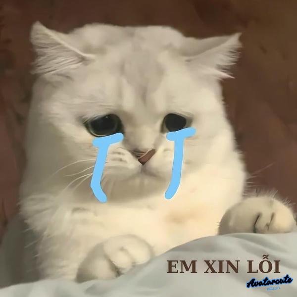 meme cat cry em xin lỗi