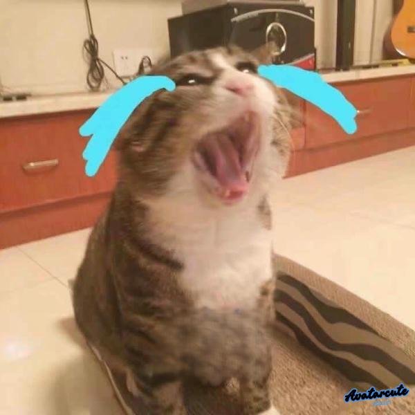 meme cat cry gào khóc