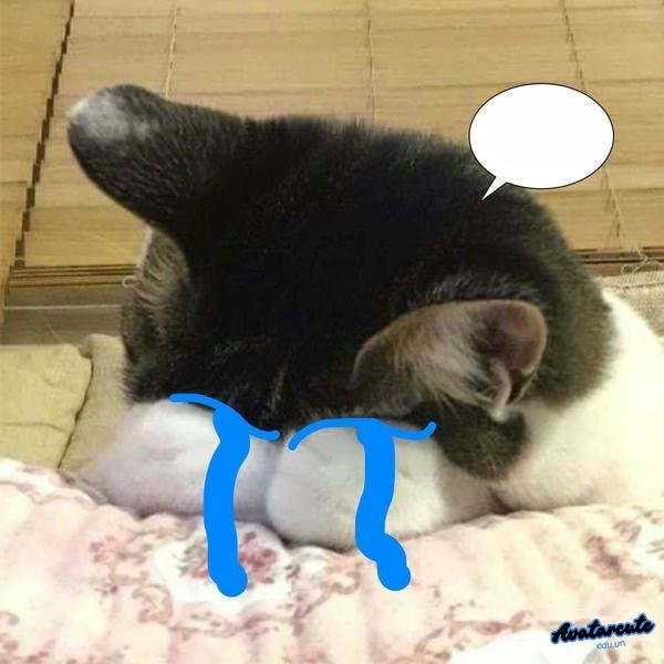 meme cat cry khóc hết nước mắt