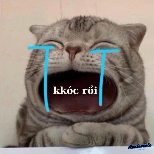 meme cat cry khóc rồi