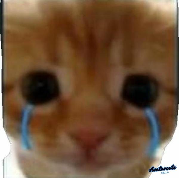 meme cat cry mắt to