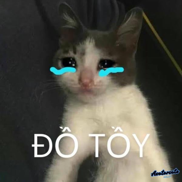 meme cat cry tôy