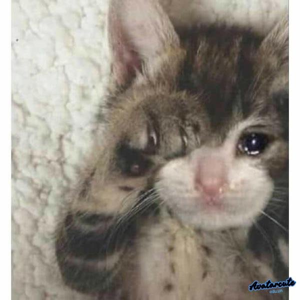 meme cat crying banana