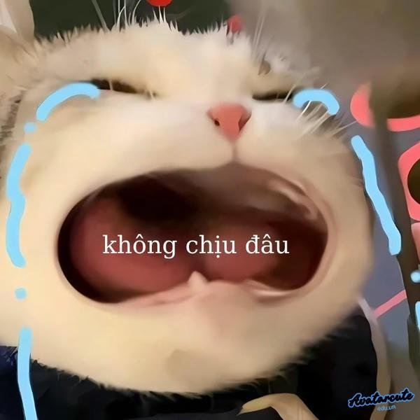 meme cat crying ok