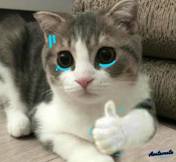 meme cat crying thumbs up