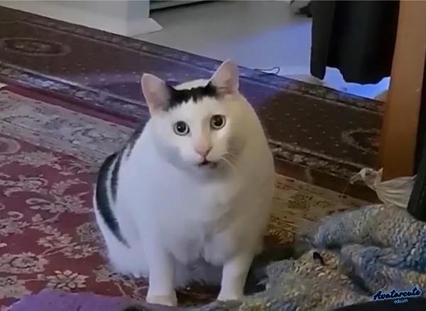 meme cay cú đến khờ