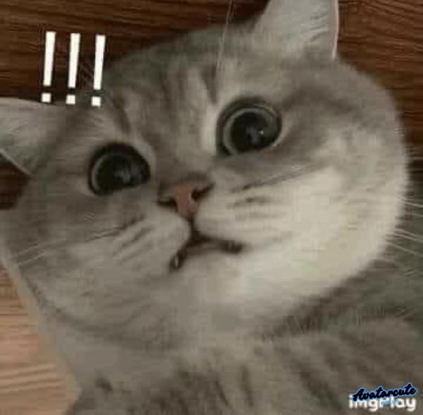 meme cay cú đến sốc người