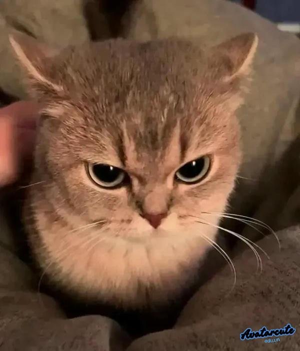 meme cay cú sắc mắt