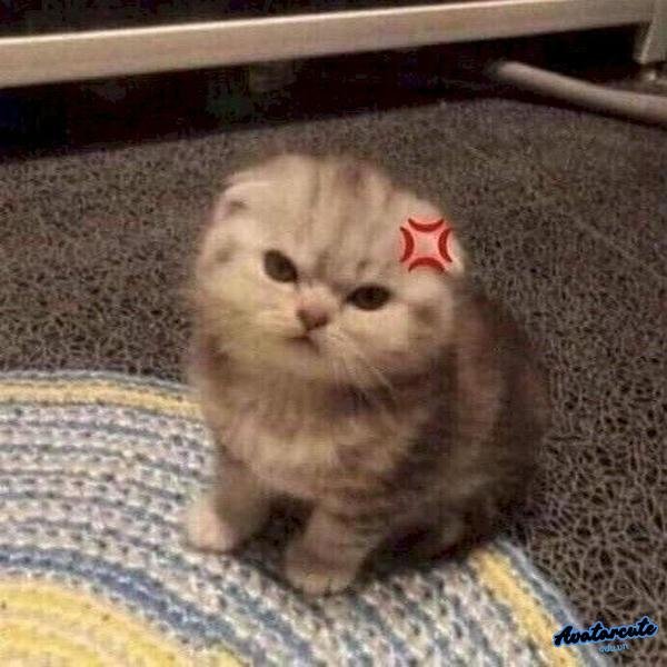 meme cay cú tức giận