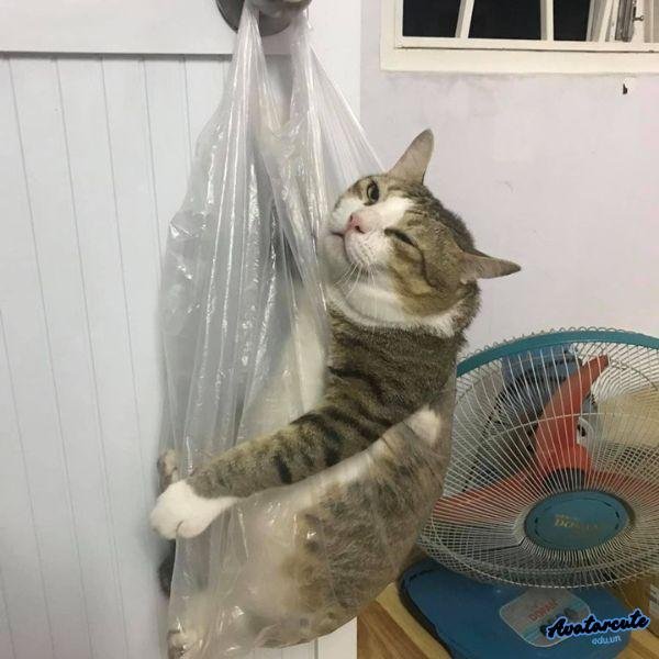 meme chán đời nhất