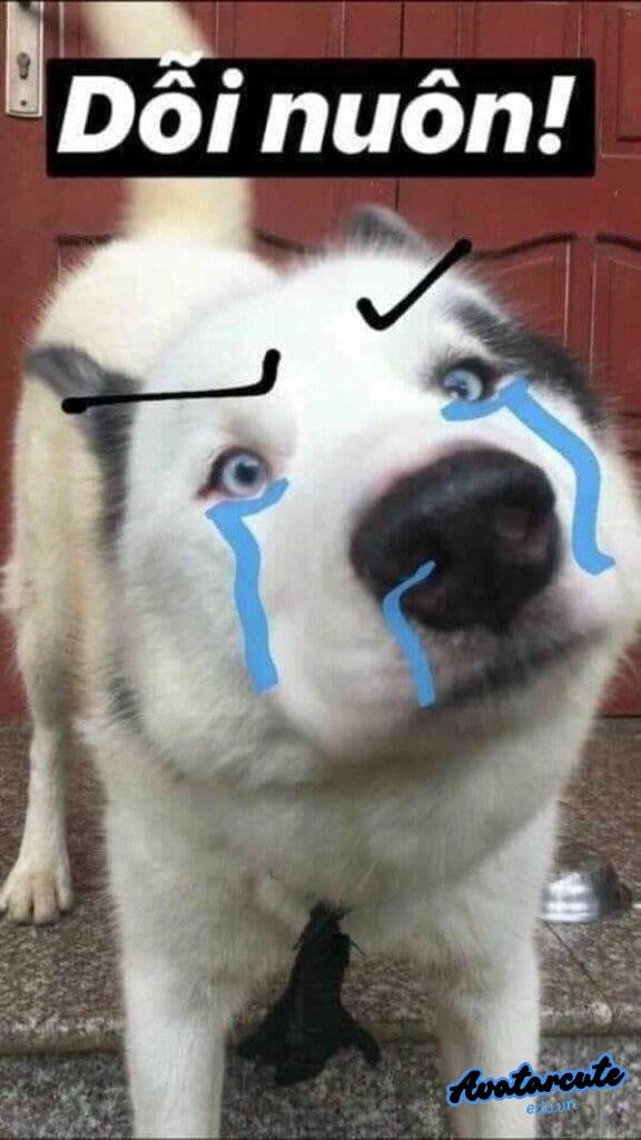 meme chó bựa dỗi