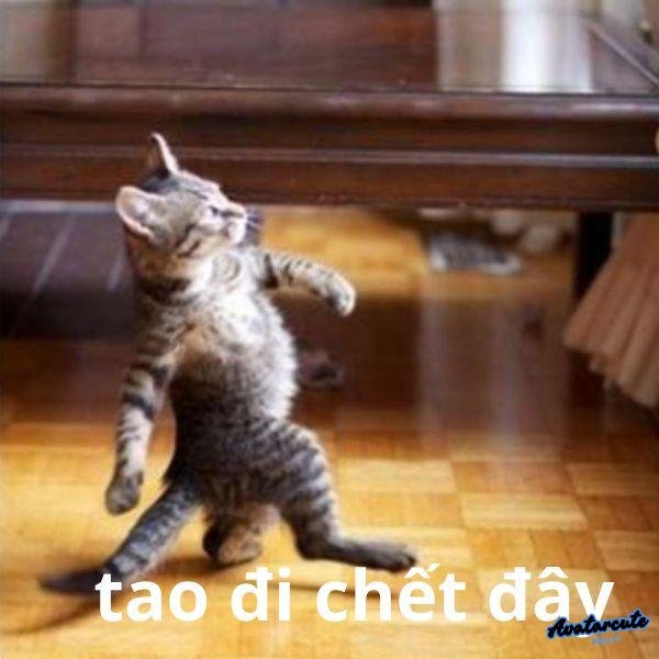 meme chó chán đời