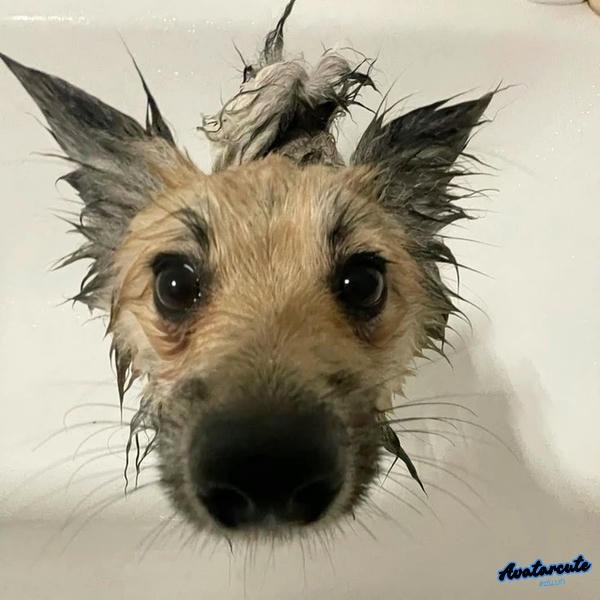 meme chó hài hước