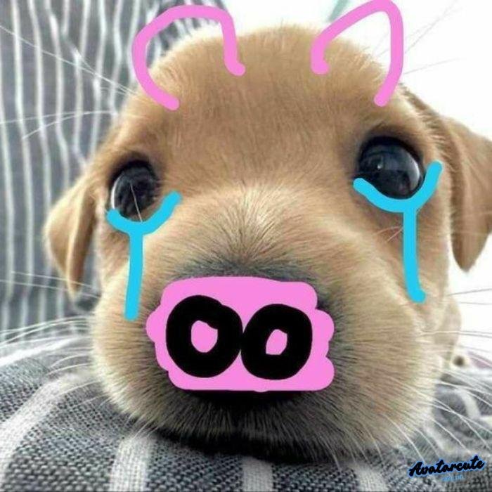 meme chó khóc (14)