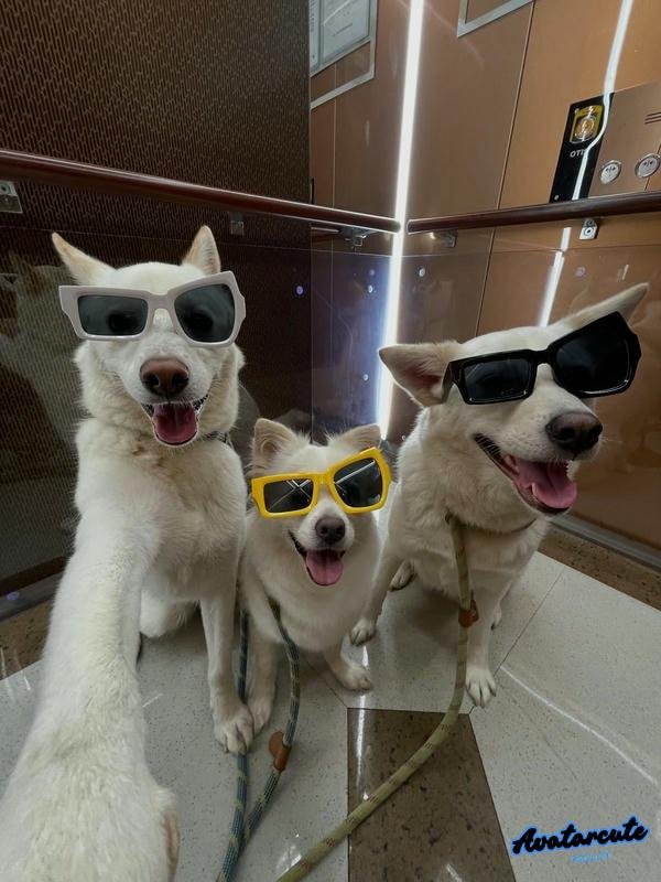 meme chó mèo đeo kính