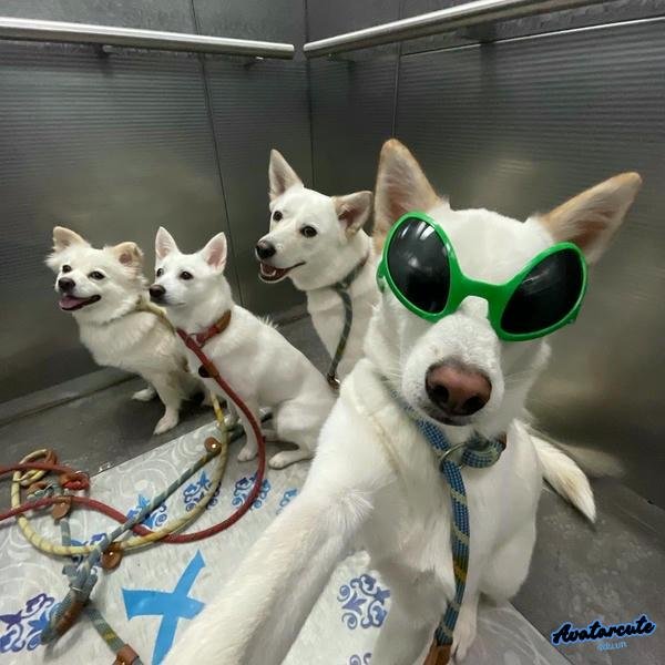 meme chó mèo full hd