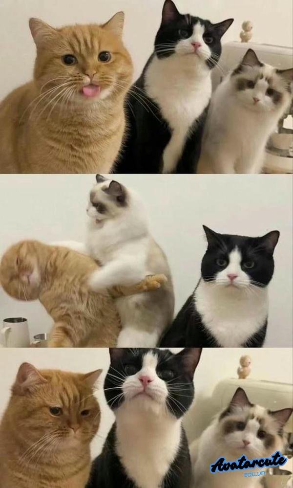 meme chó mèo hài hước