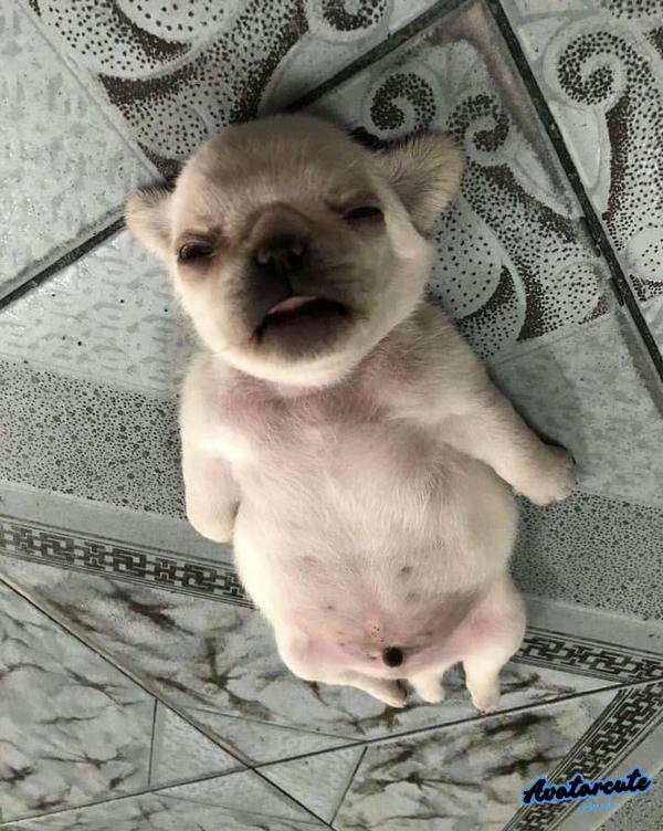 meme chó mèo selfie