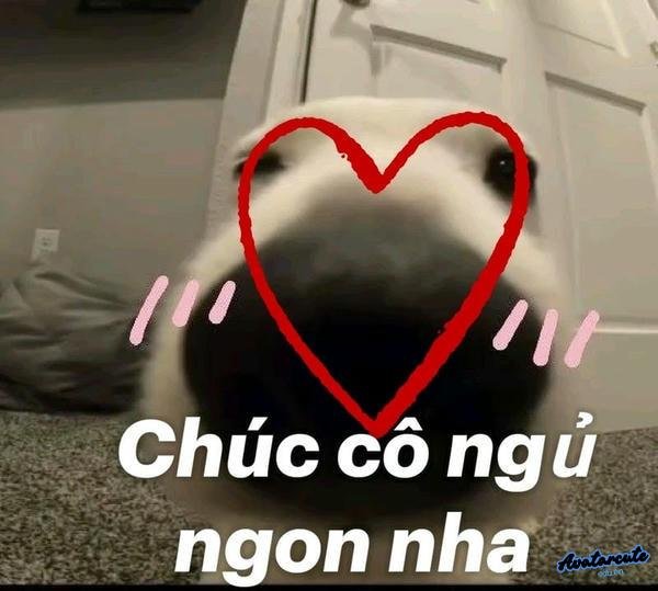 meme chúc ngủ ngon hài