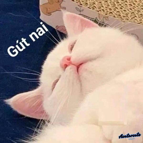 meme chúc ngủ ngon mèo