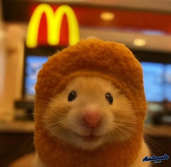 meme chuột ngow ngacs