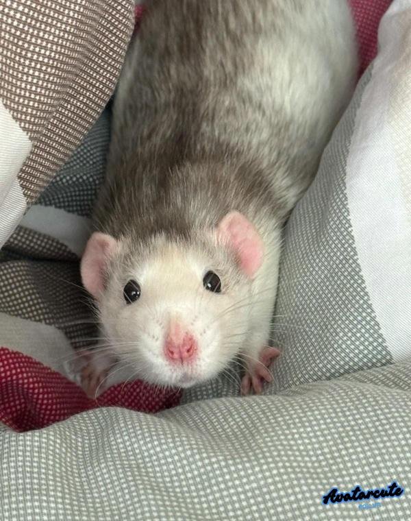 meme chuột sợ hãi