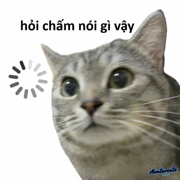 meme con mèo chỉ tay