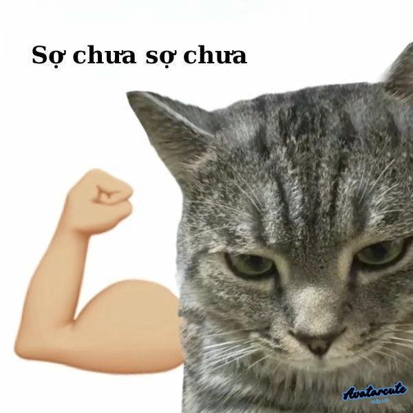 meme con mèo cơ bắp