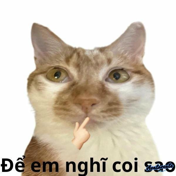 meme con mèo để em suy nghĩ coi sao