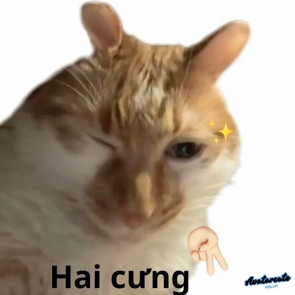 meme con mèo hai cưng